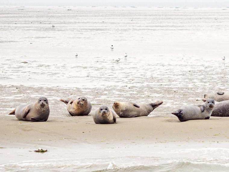 Van Harte In Zeeland Kamperland Dış mekan fotoğraf